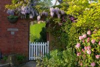 Clematis, Magnolia, Iris, Papaver, Rosa, Rhododendron and Camellia in border with Wisteria over brick archway, with stone path and gate leading to cottage back garden