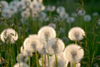 Taraxacum officinale - Dandelion seedheads