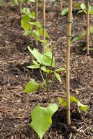 Young runner bean plants tied with string with cane supports