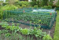 Vegetables growing organically in rows in the walled garden, including Leek, Wild Mixed Salad and Cabbage - Kellie Garden, Fife, owned by The National Trust for Scotland