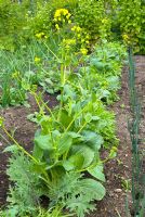 Wild mixed salad plants in a vegetable bed 