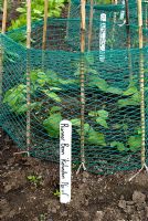 Phaseolus coccineus 'Kelvedon Marvel' - Runner beans with protective netting and canes for support