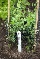 Peas 'Alderman' with canes and mesh for support