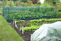 Vegetables growing in rows in the kitchen garden, including Carrots, Lettuces and Cabbages - Kellie Garden, Fife, owned by The National Trust for Scotland