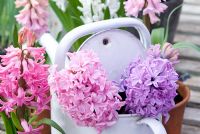 Hyacinthus 'Lady Derby' in white watering can
