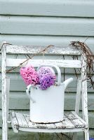Hyacinthus 'Lady Derby' in white watering can on rustic seat