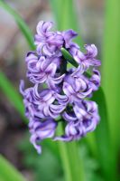 Hyacinthus orientalis 'Purple Star'