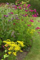 Buddleja davidii 'Dartmoor', Cosmos and Patrinia FP21 - Merriments Gardens, East Sussex