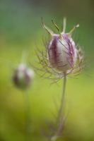 Nigella damascena seed pod, July