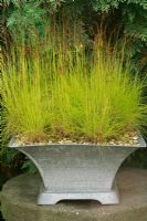 Deschampsia flexuosa 'Tatra Gold' growing in a galvanised container and mulched with fine gravel