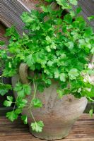 Coriandrum sativum - Coriander growing in a weathered terracotta pot