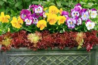 Fibreclay trough edged with lettuces 'Lollo Rossa' and pansies