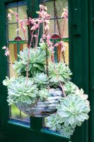Hanging basket made from an old glass lamp shade bowl suspended on the original chains and planted with Echeveria elegans