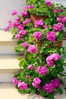 Ivy leaved Pelargoniums in matching terracotta pots lined up on the edge of steps 