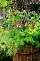 Culinary herbs growing in an old wooden well bucket - Caraway, parsley, golden marjoram and Aniseed and Cinnamon basil