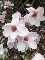 Magnolia 'Iolanthe'                               