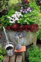 Mixed herbs, pinks and salads growing in an old galvanised water trough - Lettuces 'Lollo Rossa' with red veined sorrel, parsley, pansies, Buckler leaved sorrel, thyme and purple leaved mustard with Dianthus 'Coconut Sundae' 
