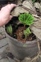 Uncovering the old layer of leaves used to give frost protection for a pot grown Gunnera manicata, as the new leaves are emerging in the Spring                             