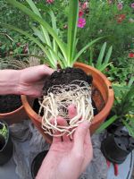 Teasing out the congested roots of a pot grown Agapanthus plant before moving it to a larger terracotta display pot                                