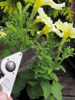 Cutting off the seed pods of Petunia 'Limoncello' before they mature, to encourage new flowers to form                        