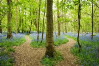 British native bluebells in Beech wood in May