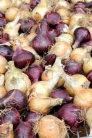 Maincrop onions grown from sets, 'Marshalls Hytec' and 'Hyred', trimmed and drying for winter storage