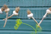 Garlic 'Lautrec Wight' drying on wire netting outside garden shed