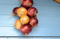 Over wintered stored onions hanging from garden shed