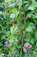 Runner beans 'Polestar' and 'White Lady' interplanted with Lathyrus 'Sir Cliff' to assist with pollination