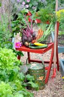 Summer vegetable harvest, wire trug on wooden chair with potatoes, beetroot, carrots, courgettes, French beans, tomatoes and onions