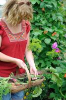 Female gardener placing runner beans in a small trug with carrots, radishes, shallots and beetroot