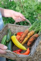 Female gardener holding small basket of home grown vegetables - courgettes, tomatoes, carrots and chillies
