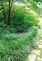 Liriope spicata used as edging beside woodland garden path