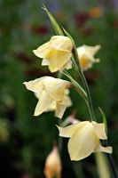 Gladiolus primulinus syn. Gladiolus dalenii
