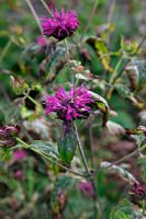 Monarda 'Saxon Purple' with foliage disfigured by mildew