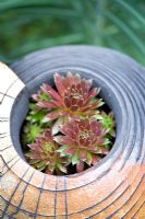 Sempervivum growing in a spiral stoneware pot made by Gordon Cooke