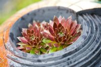 Sempervivum growing in a stoneware pot made by Gordon Cooke