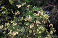 Colutea x media - Bladder Senna showing the inflated seed pods which give it the name