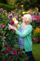 Woman cutting Dahlia flowers using secateurs - Heather Hoyle