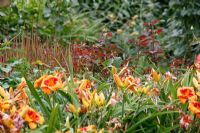 Hemerocallis 'Bold Tiger', Kniphofia 'Tawny King', Rosa 'Sahara' in Dutch garden and tearoom -  De Tuinen in Demen