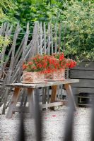 Begonia 'Bonfire' in terracotta troughs in Dutch garden and tearoom - De Tuinen in Demen