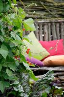Runner beans in Dutch garden and tearoom - De Tuinen in Demen