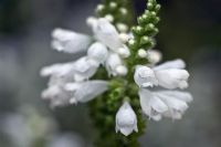 Physostegia 'Alba' - Obedient Plant