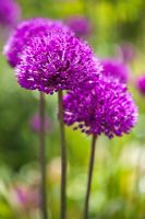 Allium hollandium 'Purple Sensation'