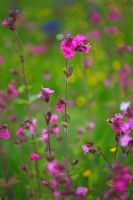 Silene dioica - Red Campions