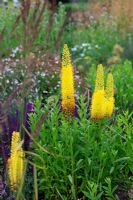 Mixed summer border with Yellow Eremurus stenophyllus - Foxtail Lily
