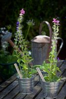Steel pots of Salvia viridis - Painted Sage