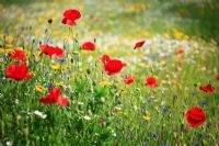 Summer wildflower meadow of Papaver - Poppies, Leucanthemum - Ox-Eye Daisies and Chrysanthemum segetum - Corn Marigolds and Centaurea cyanus - Cornflowers
