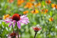 Echinacea purpurea and Bumble bee