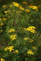 Tanacetum vulgare 'Golden Buttons' - Herb Tansy, UK